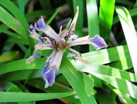 Lirio azul o lirio español